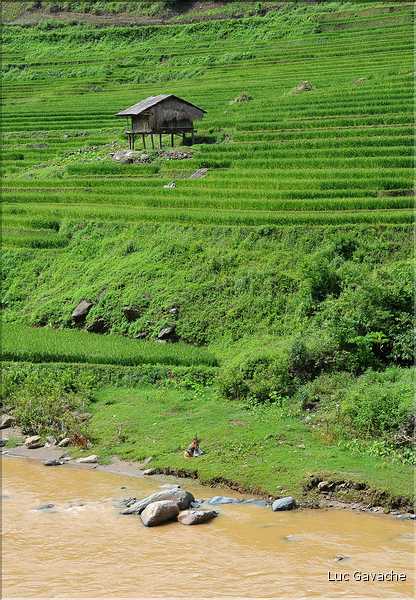 Paysage typique de rizière à l'approche de Mu Cang Chai. (3)