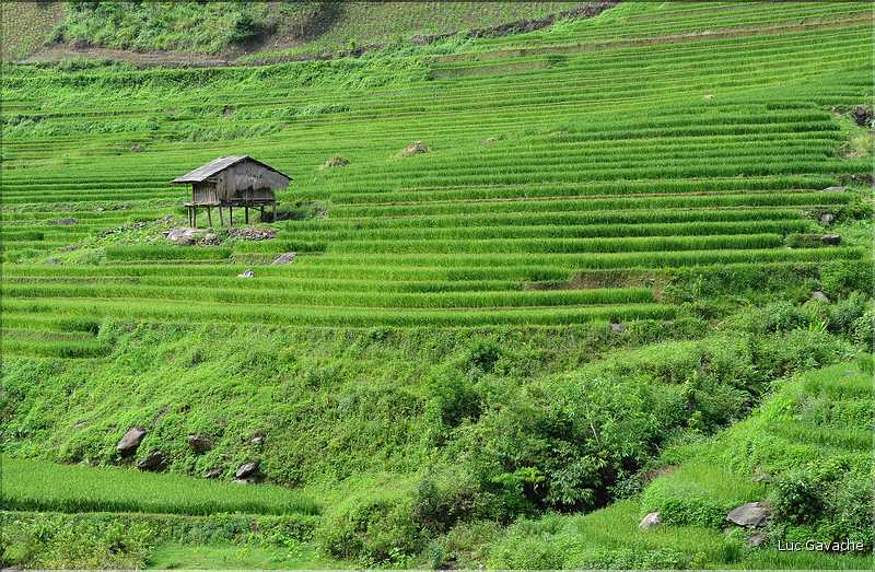 Paysage typique de rizière à l'approche de Mu Cang Chai. (4)