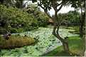 Jardin ornemental, non loin du Delta du Mékong. (4)