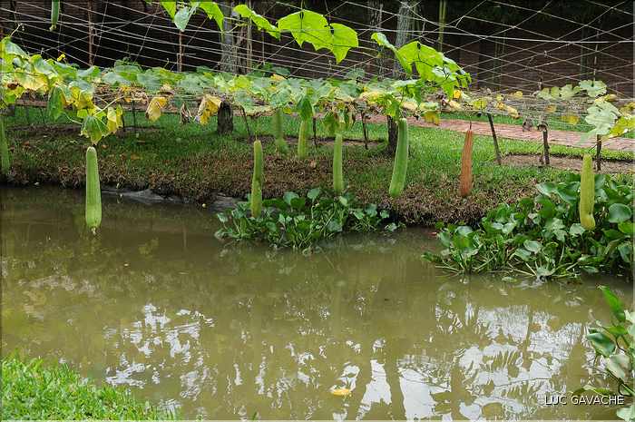 Jardin ornemental, non loin du Delta du Mékong. (23)