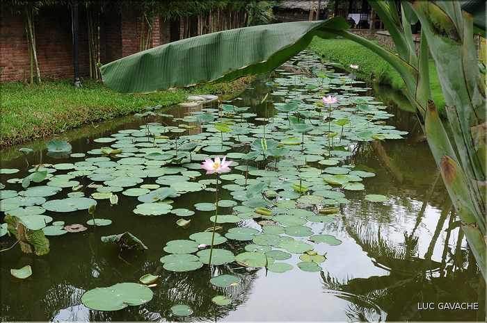 Jardin ornemental, non loin du Delta du Mékong. (24)