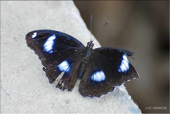 Quelques exemples de faune et de flore dans le Delta. (5)