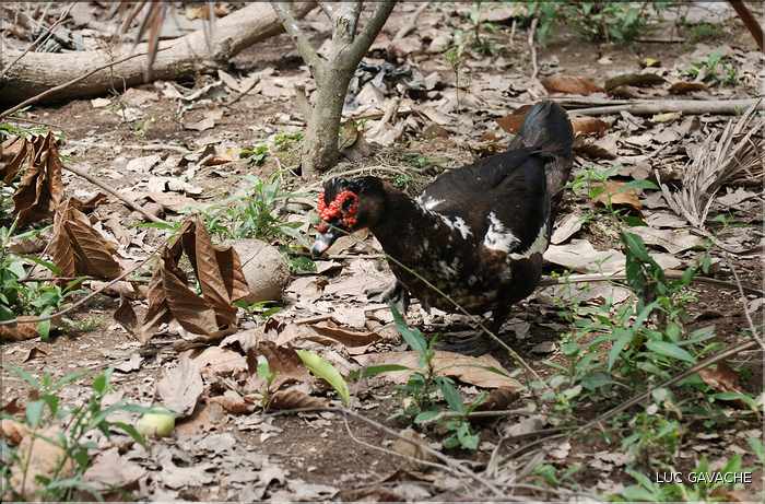 Quelques exemples de faune et de flore dans le Delta. (18)