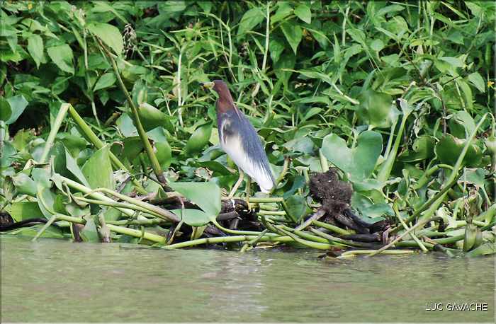 Quelques exemples de faune et de flore dans le Delta. (21)