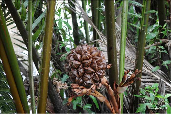 Quelques exemples de faune et de flore dans le Delta. (24)