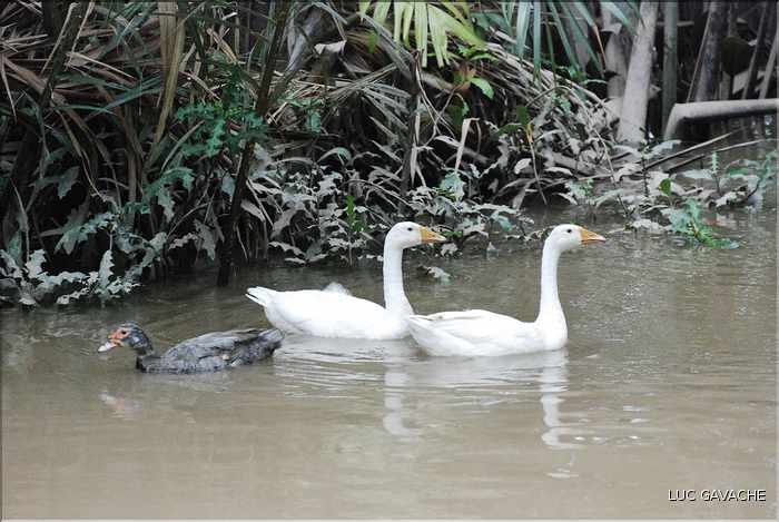 Quelques exemples de faune et de flore dans le Delta. (25)