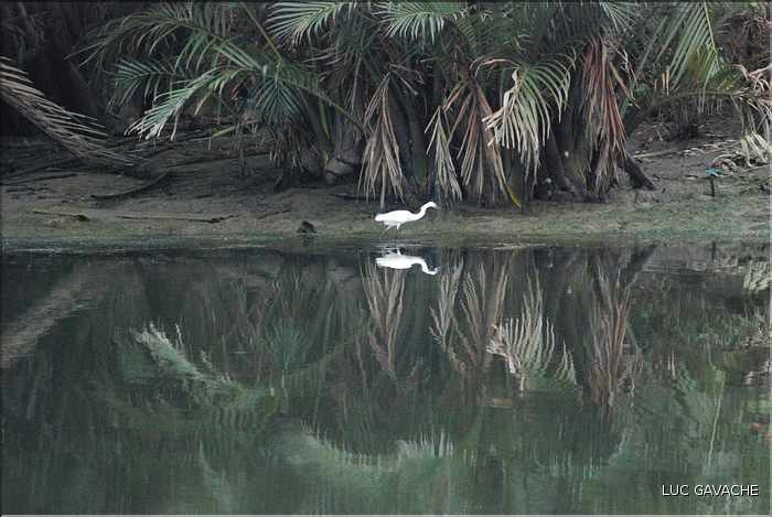 Quelques exemples de faune et de flore dans le Delta. (26)