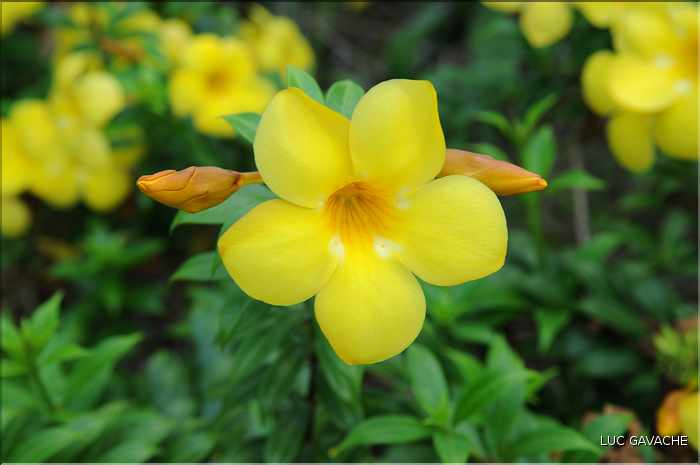 Quelques exemples de faune et de flore dans le Delta. (30)