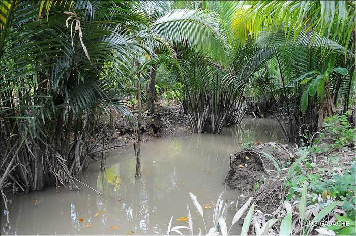 Quelques exemples de faune et de flore dans le Delta. (31)